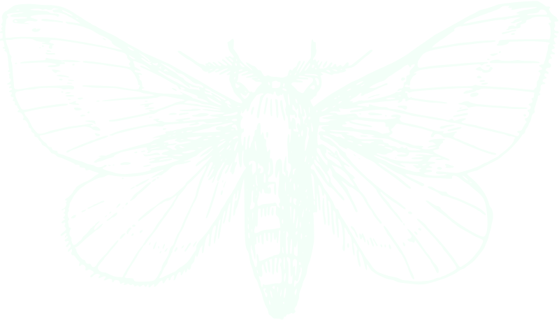 Velmor Events Moth Logo